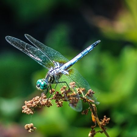 Libelle mit schimmernd blauem Körper und transparenten Flügeln sitzt auf einem vertrockneten Pflanzenzweig vor unscharfem grünem Hintergrund.